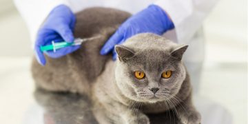 Morocco is running a free anti-rabies vaccination campaign for owned dogs and cats in urban areas from September 1 to 30.