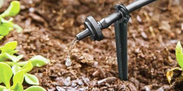 Drip irrigation system delivering water directly to crops.