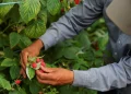 An orchard worker collecting berries. Credit: Christinne Muschi/Reuters