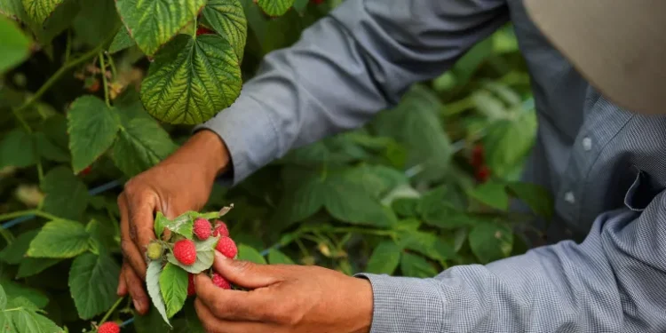 An orchard worker collecting berries. Credit: Christinne Muschi/Reuters