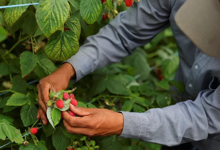 An orchard worker collecting berries. Credit: Christinne Muschi/Reuters
