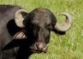 A close-up of a black buffalo with large, curved horns standing in a grassy field.