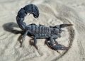 Androctonus mauritanicus, among the most dangerous endemic scorpions in Morocco.