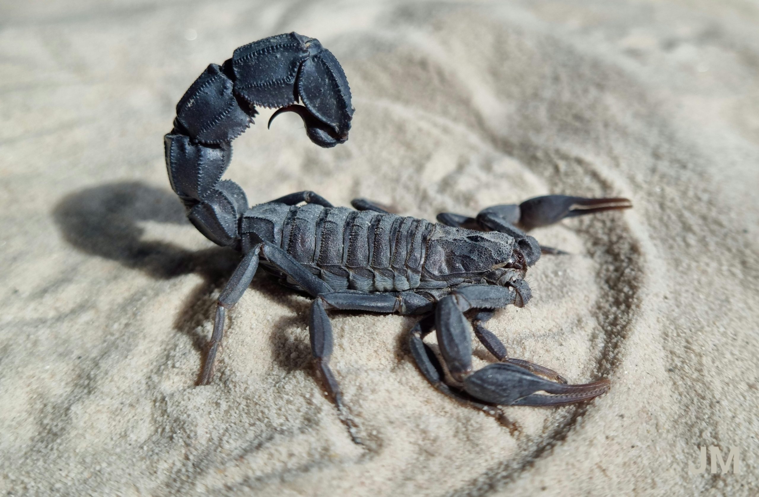 Climate Change Could Expand Range of Morocco’s Deadliest Scorpion, Study Finds