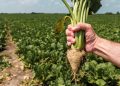 Cosumar Plans 63,000 Hectares of Sugar Crops for 2026/2027 Season