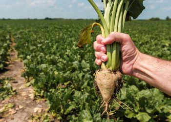 Cosumar Plans 63,000 Hectares of Sugar Crops for 2026/2027 Season