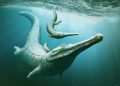An artistic reconstruction depicting ancient crocodile relatives swimming underwater.