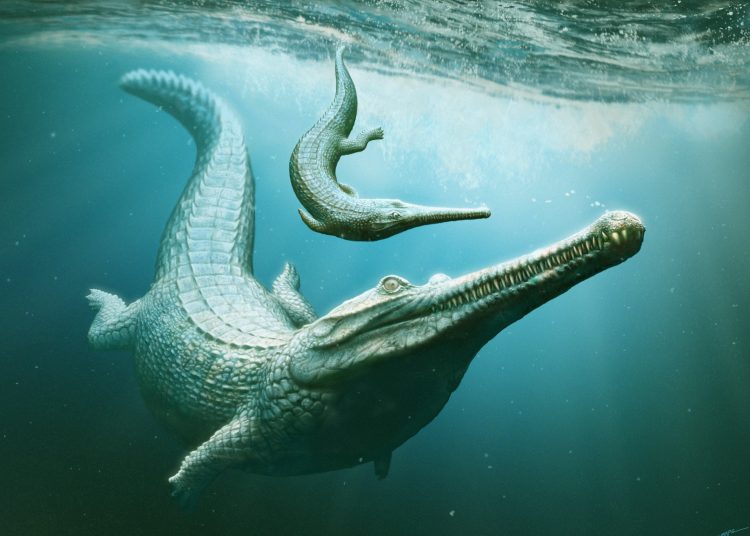 An artistic reconstruction depicting ancient crocodile relatives swimming underwater.