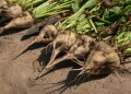 Sugar beetroots, CR: Pavlo Baliukh